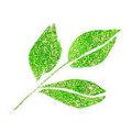 Wink of Stella Brush II S-GREEN kwadrat.jpg