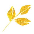 Wink of Stella Brush II S-GOLD kwadrat.jpg
