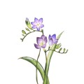 Kuretake Exploring Watercolor - How to paint flowers - Gradation EW-2 kwiaty.jpg