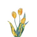 Kuretake Exploring Watercolor - How to paint flowers - Wet on Wet EW-3 tulipany.jpg